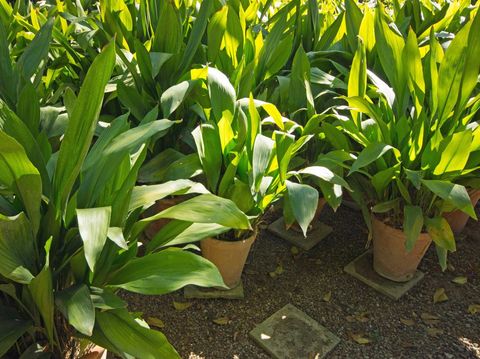 A group of Aspidistra plants in the nursery area of the Alcazar gardens in Seville.