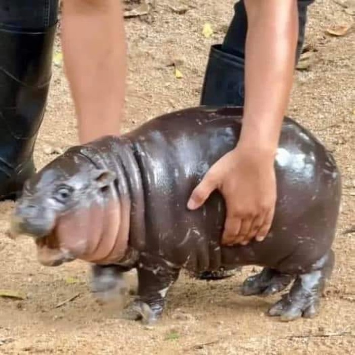 Moo Deng si bayi kuda nil viral