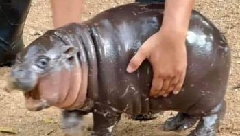 Nah, kalau yang ini pasti kamu sering lihat di media sosial belakangan ini. Ini adalah Moo Deng, bayi kuda nil kerdil (pygmy hippo) dari Kebun Binatang Terbuka Khao Kheow di Thailand. Ia viral secara global karena ekspresinya yang selalu terlihat marah atau kaget saat dimandikan atau disentuh oleh penjaganya. Foto: (Facebook/ Khao Kheow Open Zoo)