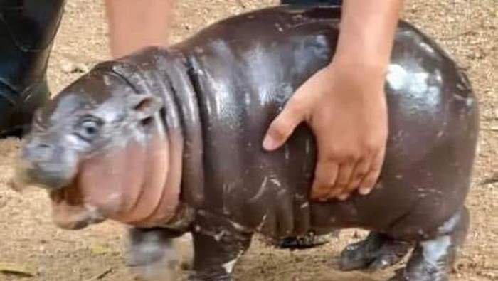 Moo Deng si bayi kuda nil viral