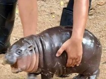 Moo Deng, Bayi Kuda Nil Viral yang Selalu Terlihat Terkejut
