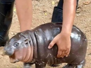 Imutnya Bayi Kuda Nil di Thailand, Langsung Jadi Seleb