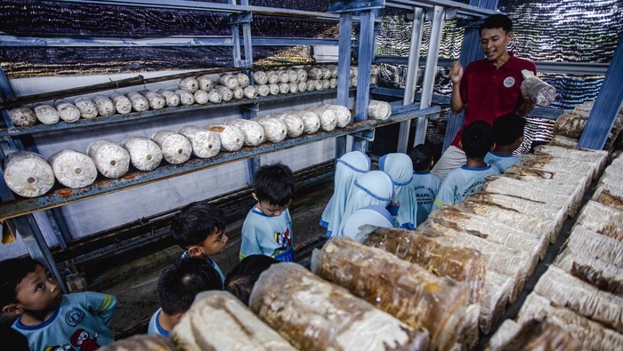 Pembelajaran budi daya jamur di Batam Pembudidaya menerangkan media tanam budi daya jamur di Edukasi Centre Istana Jamur, Batam, Kepulauan Riau, Sabtu (14/9/2024). Kegiatan pembelajaran itu untuk mengenalkan dan menambah pengetahuan kepada anak-anak tentang cara membudidayakan jamur sejak usia dini. ANTARA FOTO/Teguh Prihatna/agr