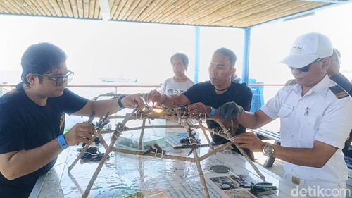 Restorasi koral di Bali Hai Cruise, Nusa Lembongan, Klungkung, Bali, pada Jumat (13/9/2024). (Foto: Ni Made Lastri Karsiani Putri/detikBali)