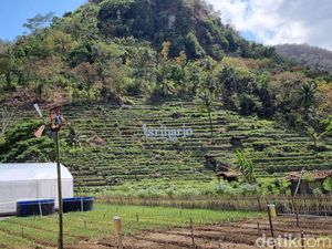 Wisata Agro Edukasi di Imogiri Bantul Tawarkan Pengalaman Jadi Petani