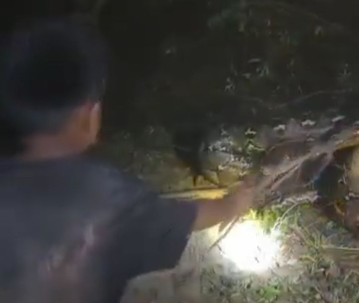 Bocah bernama Hakim alias Kimono (11) di Enrekang, Sulawesi Selatan (Sulsel), nekat menangkap ular piton berukuran 7 meter menggunakan seutas tali.