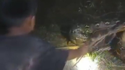 Bocah bernama Hakim alias Kimono (11) di Enrekang, Sulawesi Selatan (Sulsel), nekat menangkap ular piton berukuran 7 meter menggunakan seutas tali.