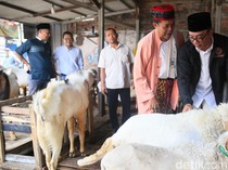 Momen Ridwan Kamil Blusukan ke Pasar Kambing Tanah Abang