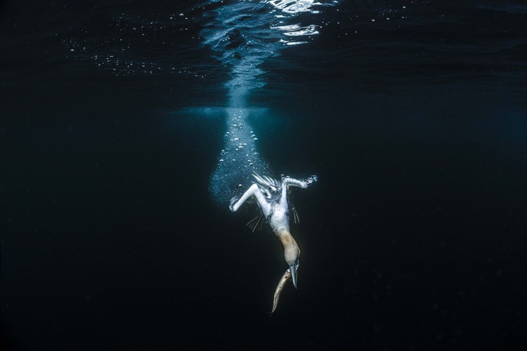 Ocean Photographer of the Year 2024