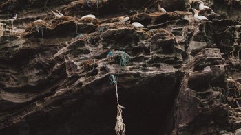Juara dua kategori Conservation (Impact) direbut oleh Rebecca Douglas dari Inggris. Foto menyedihkan yang diambil di Shetland, Skotlandia ini memperlihatkan seekor burung gannet yang terjebak jaring dan tergantung di ujung jurang. Foto: Rebecca Douglas/Ocean Photographer of the Year 2024