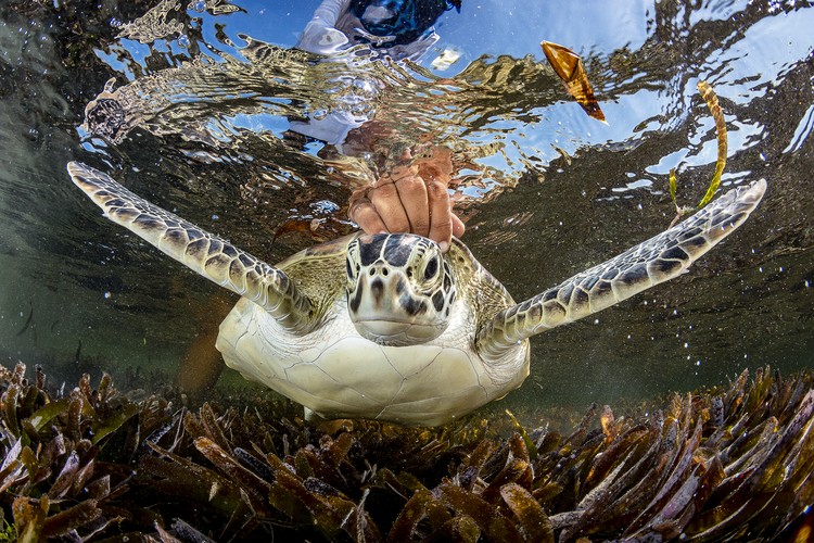 Ocean Photographer of the Year 2024