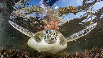 Juara satu kategori Conservation (Hope) dianugerahkan kepada Shane Gross dari Kanada. Foto ini memperlihatkan seekor penyu hijau yang dilepaskan ke alam liar oleh peneliti di Seychelles. Foto: Shane Gross/Ocean Photographer of the Year 2024