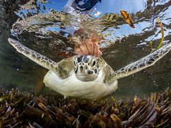 Ada Indonesia di Jawara Kontes Ocean Photographer of the Year 2024