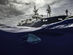 Ada Indonesia di Jawara Kontes Ocean Photographer of the Year 2024