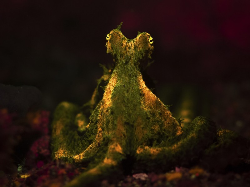 Ocean Photographer of the Year 2024