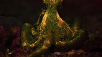 Juara satu kategori Young diberikan kepada Jacob Guy dari Inggris. Foto yang diambil Sulawesi Utara ini memperlihatkan seekor gurita alga yang jarang menampakkan diri karena kemampuan kamuflasenya yang terlalu lihai. Foto: Jacob Guy/Ocean Photographer of the Year 2024