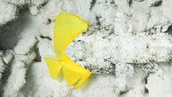 Juara dua kategori Young direbut oleh Joao Pontes dari Portugal. Foto yang diambil di Hawaii, Amerika Serikat ini meperlihatkan seekor lizardfish yang kamuflasenya terlihat sangat sempurna dengan mangsa di mulutnya. Foto: Joao Pontes/Ocean Photographer of the Year 2024
