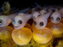 Ada Indonesia di Jawara Kontes Ocean Photographer of the Year 2024