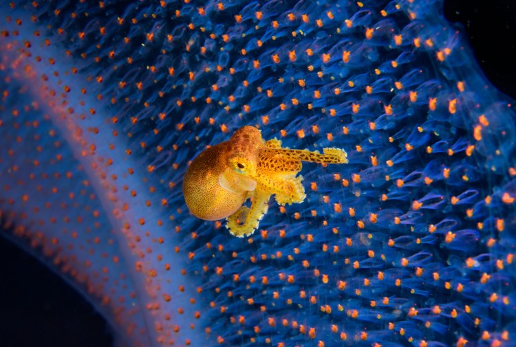 Ocean Photographer of the Year 2024 Ocean Photographer of the Year 2024