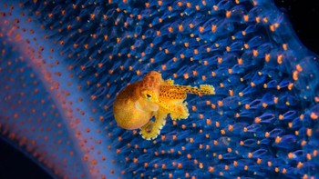 Juara dua kategori Ocean Portfolio adalah Katherine Lu dari Amerika Serikat. Foto yang diambil di Anilao, Filipina ini memperlihatkan seekor gurita berukuran mini sekitar 2 cm tapi memiliki racun berbahaya. Foto: Katherine Lu/Ocean Photographer of the Year 2024