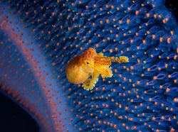 Ada Indonesia di Jawara Kontes Ocean Photographer of the Year 2024