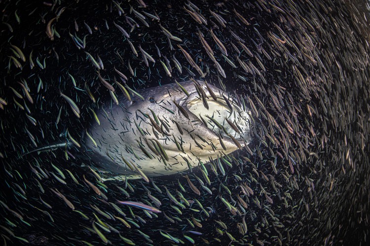 Ocean Photographer of the Year 2024