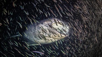 Juara kategori Female Fifty Fathoms Award dianugerahkan kepada Ipah Uid Lynn dari Malaysia. Foto ini memperlihatkan hiu paus yang dikelilingi ikan-ikan kecil di Maladewa. Foto: Ipah Uid Lynn/Ocean Photographer of the Year 2024