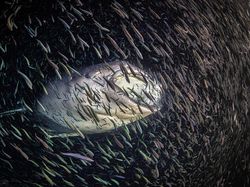 Ada Indonesia di Jawara Kontes Ocean Photographer of the Year 2024