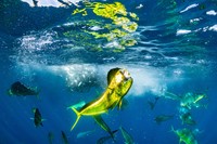Ocean Photographer of the Year 2024