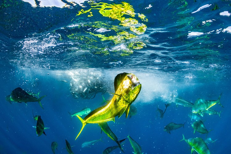 Ocean Photographer of the Year 2024 Ocean Photographer of the Year 2024