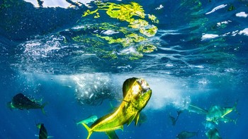 Juara satu kategori Wildlife diberikan kepada Manuel Castellanos Raboso dari Spanyol. Fotonya memperlihatkan seekor ikan mahi-mahi yang memamerkan tangkapannya di Baja California Sur, Meksiko. Foto: Manuel Castellanos Raboso/Ocean Photographer of the Year 2024