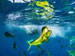 Ada Indonesia di Jawara Kontes Ocean Photographer of the Year 2024