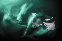 Ocean Photographer of the Year 2024