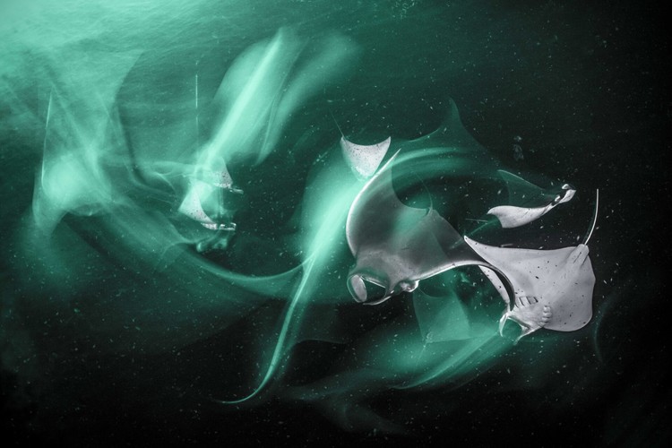 Ocean Photographer of the Year 2024