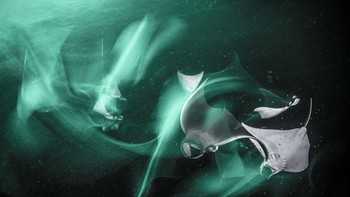 Juara satu kategori Fine Art dianugerahkan kepada Henley Spiers dari Inggris. Foto ini memperlihatkan anakan ikan pari yang mencari makan di Baja California Sur, Meksiko. Foto: Henley Spiers/Ocean Photographer of the Year 2024