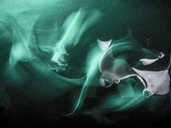 Ada Indonesia di Jawara Kontes Ocean Photographer of the Year 2024