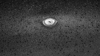 Juara dua kategori Fine Art direbut oleh Julien Anton dari French Polynesia. Fotonya memperlihatkan foto mata seekor hiu dari dekat yang diambil di Tahiti, French Polynesia. Foto: Julien Anton/Ocean Photographer of the Year 2024