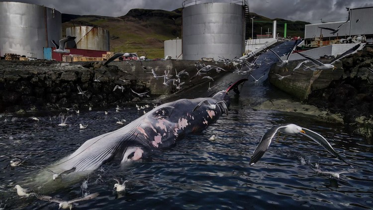 Ocean Photographer of the Year 2024 Ocean Photographer of the Year 2024