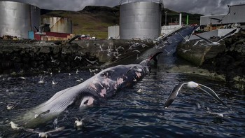 Juara satu kategori Conservation (Impact) diberikan kepada Frederik Brogaard dari Denmark. Foto ini memperlihatkan seekor paus raksasa yang menunggu gilirannya untuk disembelih di sebuah pabrik perburuan paus di Islandia sebelum dikirim ke Jepang. Foto: Frederik Brogaard/Ocean Photographer of the Year 2024