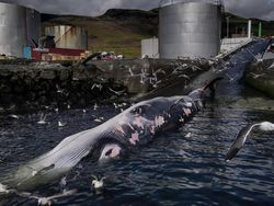 Ada Indonesia di Jawara Kontes Ocean Photographer of the Year 2024