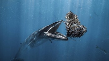Juara satu Photographer of the Year 2024 direbut oleh Rafael Fernandez Caballero dari Spanyol. Fotonya memperlihatkan seekor paus Bryde yang sedang menyantap makanannya di Baja California Sur, Meksiko. Foto: Rafael Fernandez Caballero/Ocean Photographer of the Year 2024