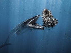 Ada Indonesia di Jawara Kontes Ocean Photographer of the Year 2024