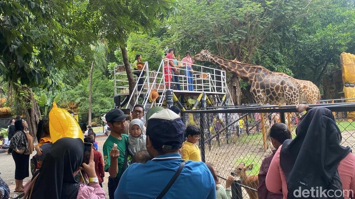 Pengunjung KBS membeludak saat long weekend Maulid Nabi 2024.