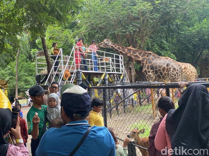 Pengunjung KBS membeludak saat long weekend Maulid Nabi 2024.
