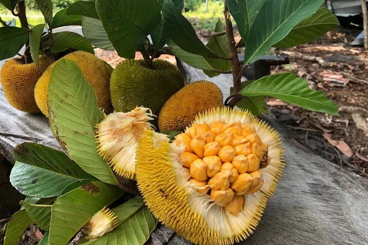 7 Buah Unik Asli Indonesia yang Wajib Kamu Cicipi