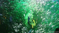 Mermaid Show atau pertunjukan putri duyung di Ocean Dream Ancol menjadi destinasi menarik warga untuk mengisi liburan.