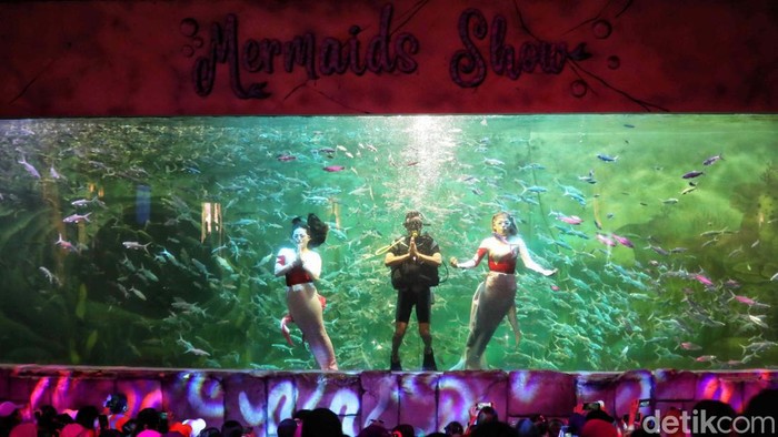 Aksi Putri Duyung yang Bikin Pengunjung Kagum Mermaid Show atau pertunjukan putri duyung jadi daya tarik wisata untuk mengunjungi Ocean Dream Ancol. Begini keseruannya.