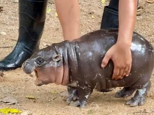 Heboh Bayi Kuda Nil Jadi Seleb di Thailand