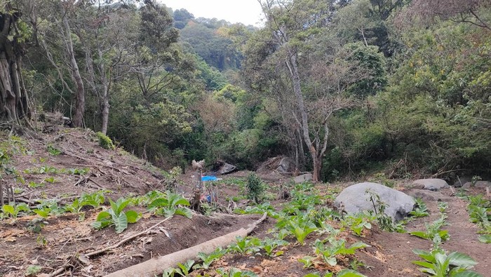 Hutan lindung yang berada di wilayah Tlekung, Batu