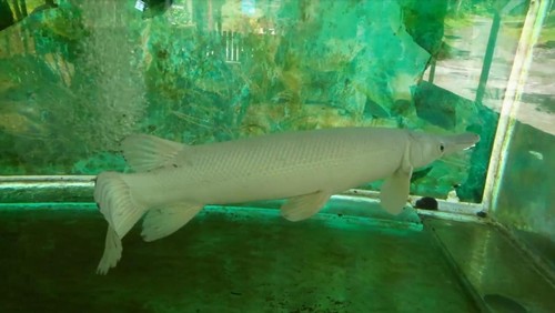 Ikan Aligator Gar